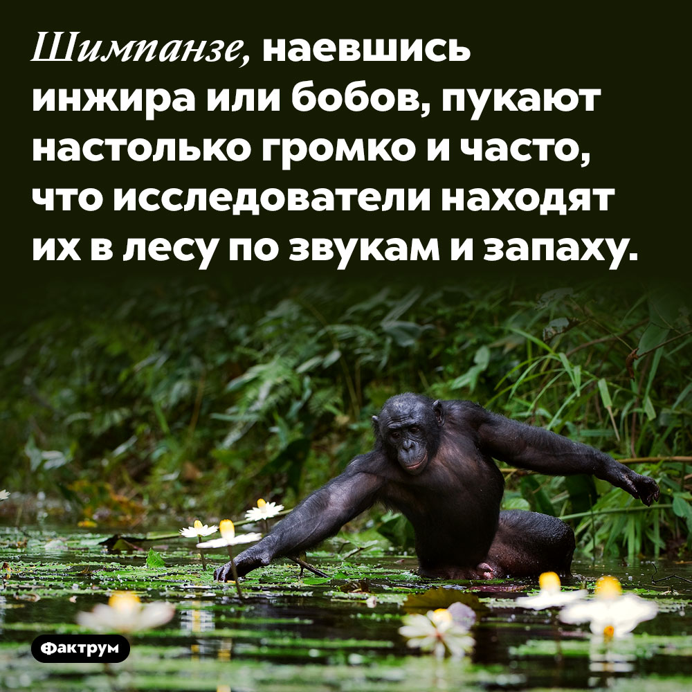 Шимпанзе, наевшись бобов, так интенсивно пукают, что их находят по звуку и запаху. Шимпанзе, наевшись инжира или бобов, пукают настолько громко и часто, что исследователи находят их в лесу по звукам и запаху.