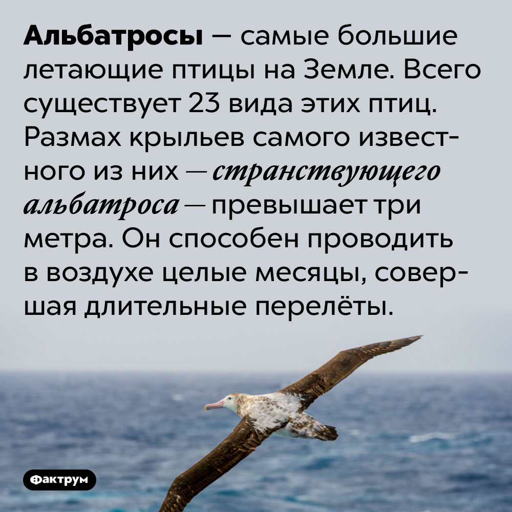 Размах крыльев странствующего альбатроса превышает три метра. Альбатросы — самые большие летающие птицы на Земле. Всего существует 23 вида этих птиц. Размах крыльев самого известного из них — странствующего альбатроса — превышает три метра. Он способен проводить в воздухе целые месяцы, совершая длительные перелёты.