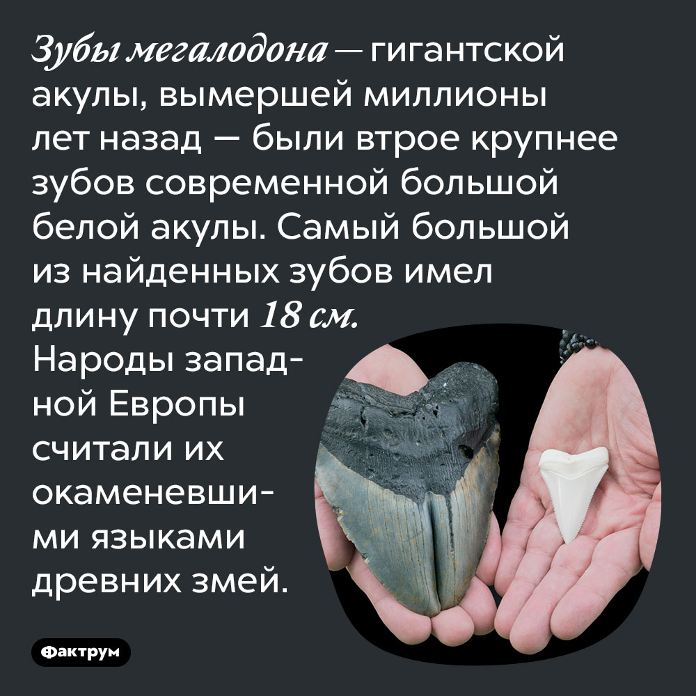 Зубы мегалодона были втрое крупнее зубов большой белой акулы. Зубы мегалодона — гигантской акулы, вымершей миллионы лет назад — были втрое крупнее зубов современной большой белой акулы. Самый большой из найденных зубов имел длину почти 18 см. Народы западной Европы считали их окаменевшими языками древних змей.