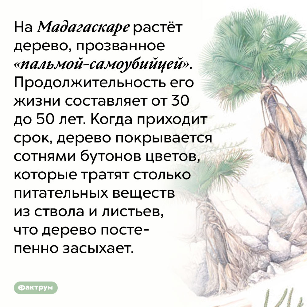 На Мадагаскаре растёт «пальма-самоубийца». На Мадагаскаре растёт дерево, прозванное «пальмой-самоубийцей». Продолжительность его жизни составляет от 30 до 50 лет. Когда приходит срок, дерево покрывается сотнями бутонов цветов, которые тратят столько питательных веществ из ствола и листьев, что дерево постепенно засыхает.