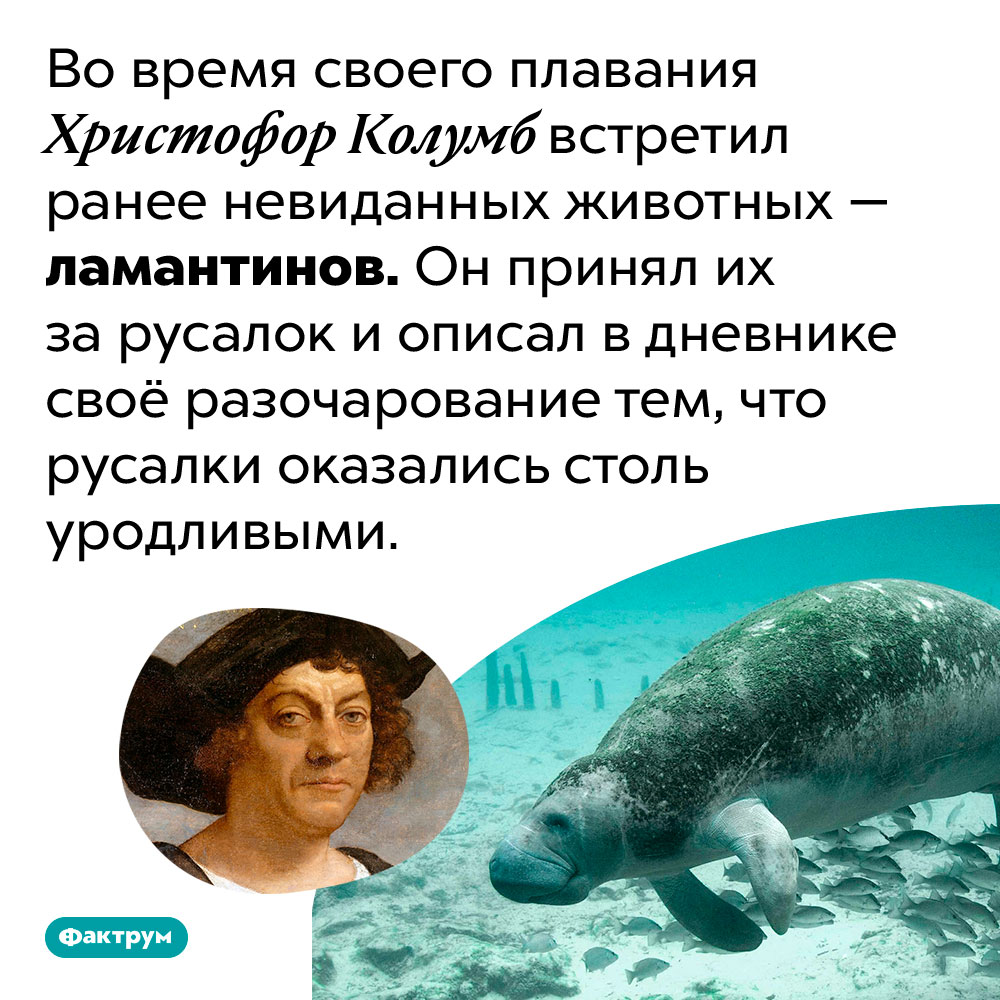 Колумб принял ламантинов за русалок. Во время своего плавания Христофор Колумб встретил ранее невиданных животных — ламантинов. Он принял их за русалок и описал в дневнике своё разочарование тем, что русалки оказались столь уродливыми.