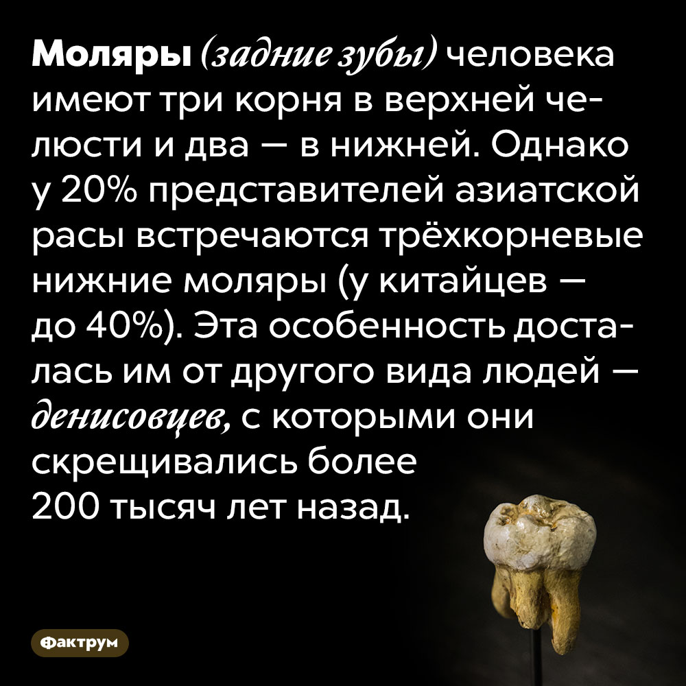 У азиатов есть гены денисовцев — древнего вымершего виды людей. Моляры (задние зубы) человека имеют три корня в верхней челюсти и два — в нижней. Однако у 20% представителей азиатской расы встречаются трёхкорневые нижние моляры (у китайцев — до 40%). Эта особенность досталась им от другого вида людей — денисовцев, с которыми они скрещивались более 200 тысяч лет назад.