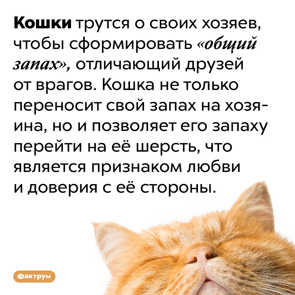 Кошки трутся о хозяина чтобы сформировать «общий запах». Кошки трутся о своих хозяев, чтобы сформировать «общий запах», отличающий друзей от врагов. Кошка не только переносит свой запах на хозяина, но и позволяет его запаху перейти на её шерсть, что является признаком любви и доверия с её стороны.