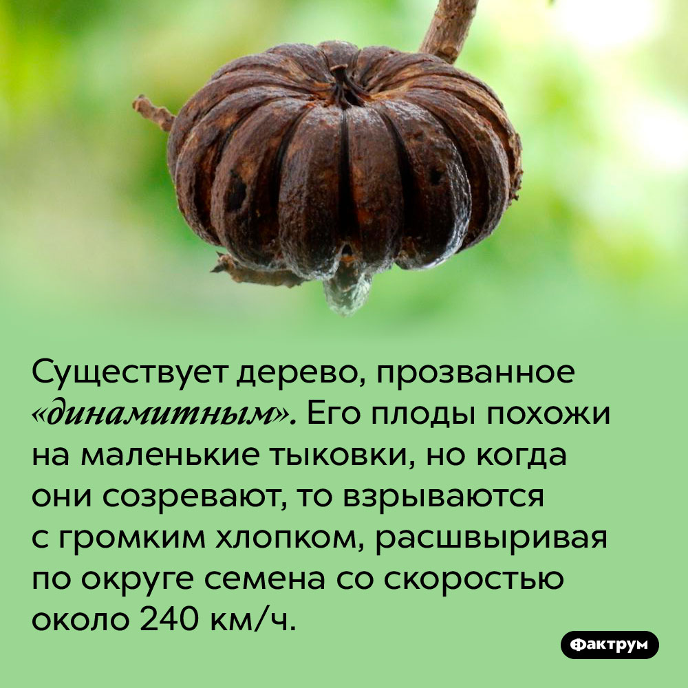 Существует «динамитное» дерево. Существует дерево, прозванное «динамитным». Его плоды похожи на маленькие тыковки, но когда они созревают, то взрываются с громким хлопком, расшвыривая по округе семена со скоростью около 240 км/ч.