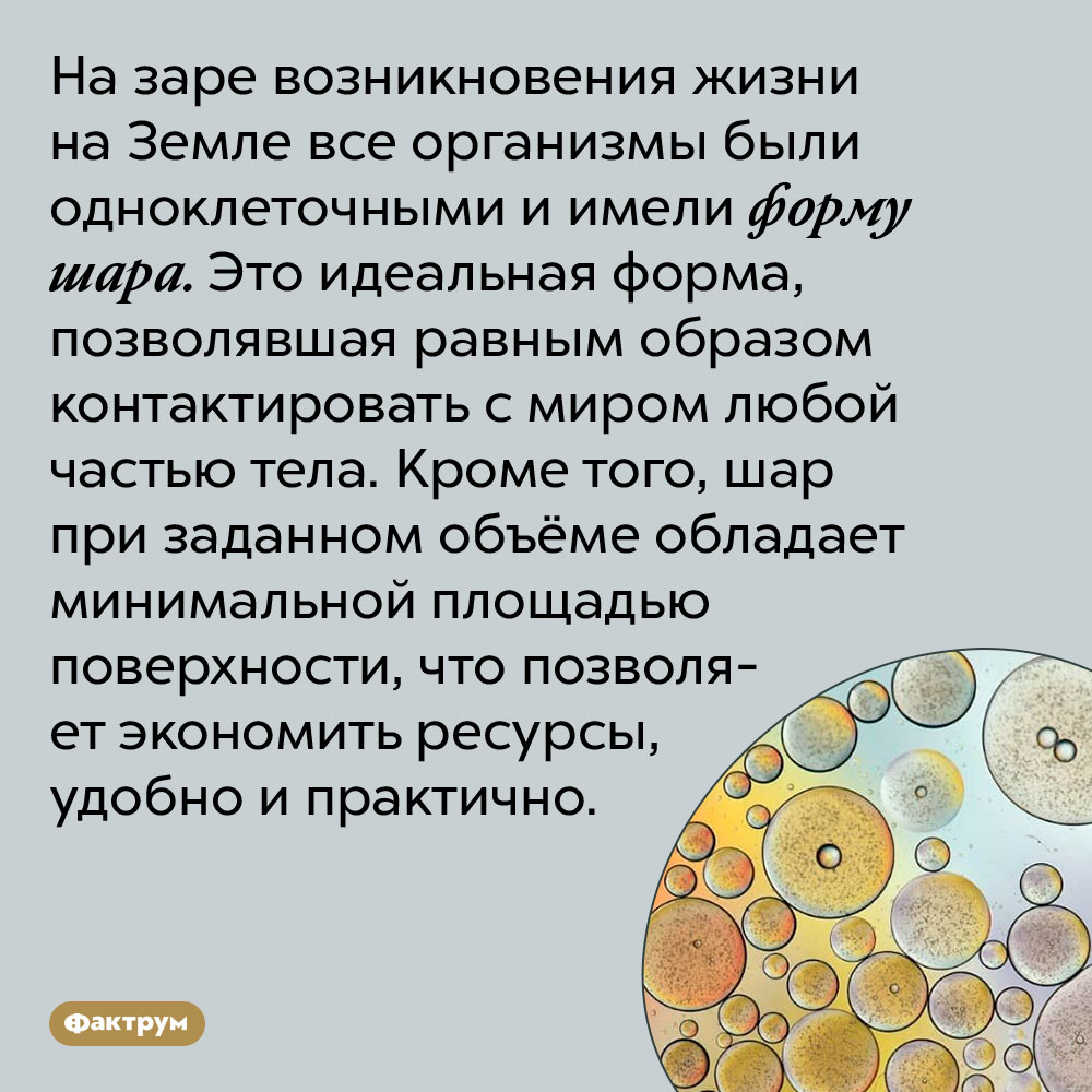 На заре возникновения жизни на Земле все организмы были шарообразными. На заре возникновения жизни на Земле все организмы были одноклеточными и имели форму шара. Это идеальная форма, позволявшая равным образом контактировать с миром любой частью тела. Кроме того, шар при заданном объёме обладает минимальной площадью поверхности, что позволяет экономить ресурсы, удобно и практично.