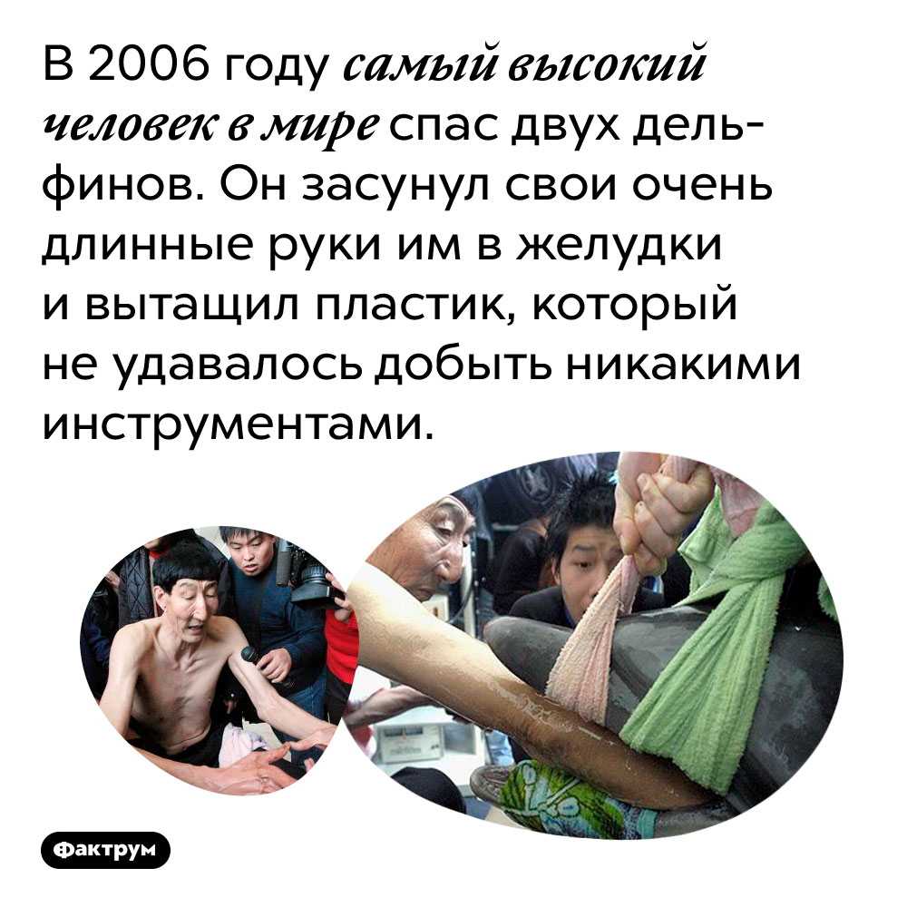 Самый высокий человек в мире спас от гибели двух дельфинов. В 2006 году самый высокий человек в мире спас двух дельфинов. Он засунул свои очень длинные руки им в желудки и вытащил пластик, который не удавалось добыть никакими инструментами.