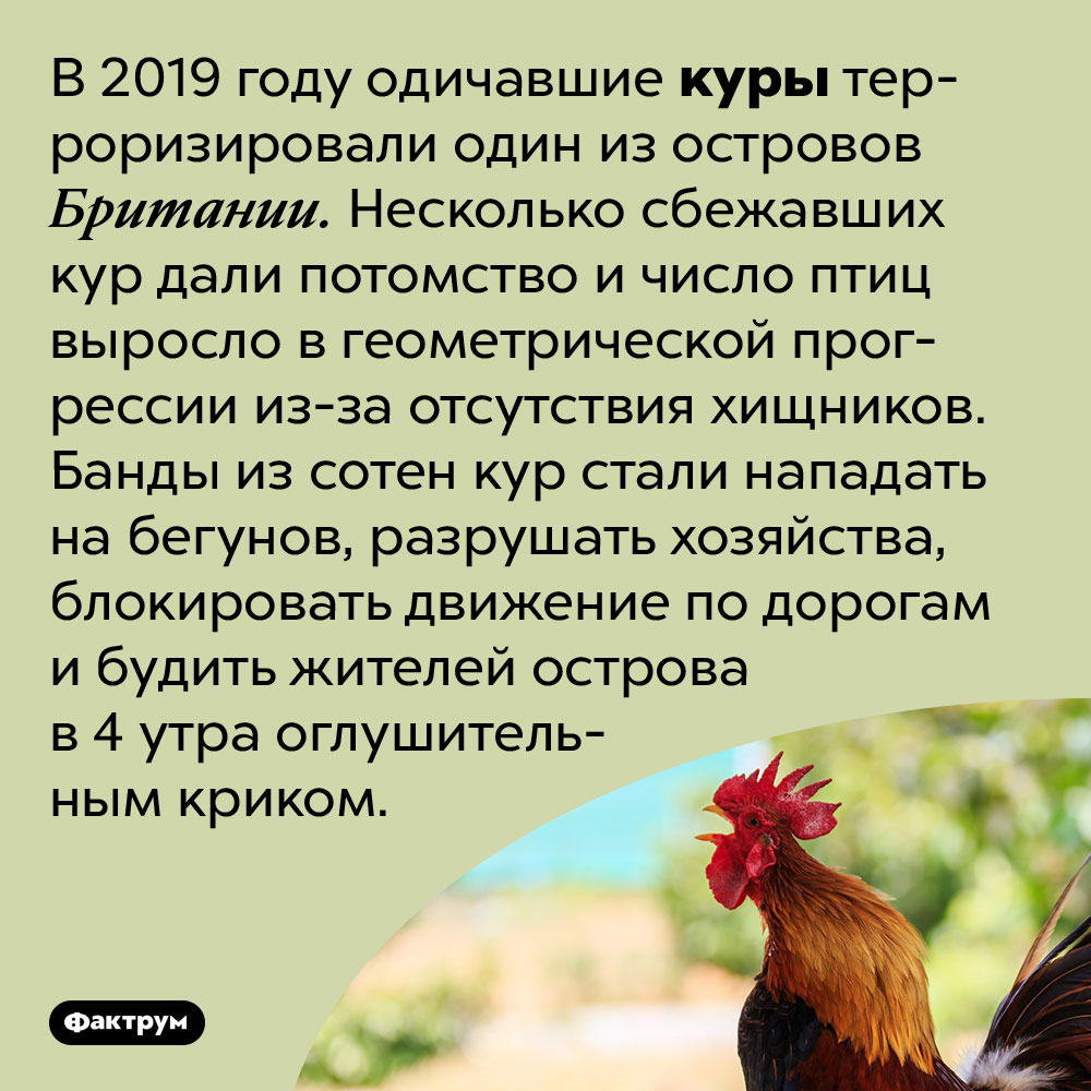 В 2019 году куры терроризировали жителей британского острова. В 2019 году одичавшие куры терроризировали один из островов Британии. Несколько сбежавших кур дали потомство и число птиц выросло в геометрической прогрессии из-за отсутствия хищников. Банды из сотен кур стали нападать на бегунов, разрушать хозяйства, блокировать движение по дорогам и будить жителей острова в 4 утра оглушительным криком.