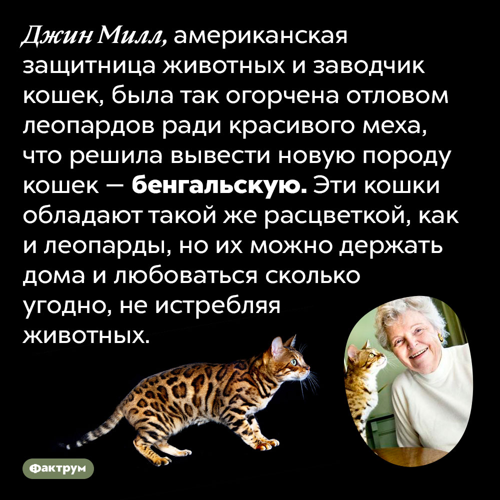 Джин Милл вывела бенгальскую породу кошек из-за жалости к леопардам. Джин Милл, американская защитница животных и заводчик кошек, была так огорчена отловом леопардов ради красивого меха, что решила вывести новую породу кошек — бенгальскую. Эти кошки обладают такой же расцветкой, как и леопарды, но их можно держать дома и любоваться сколько угодно, не истребляя животных.