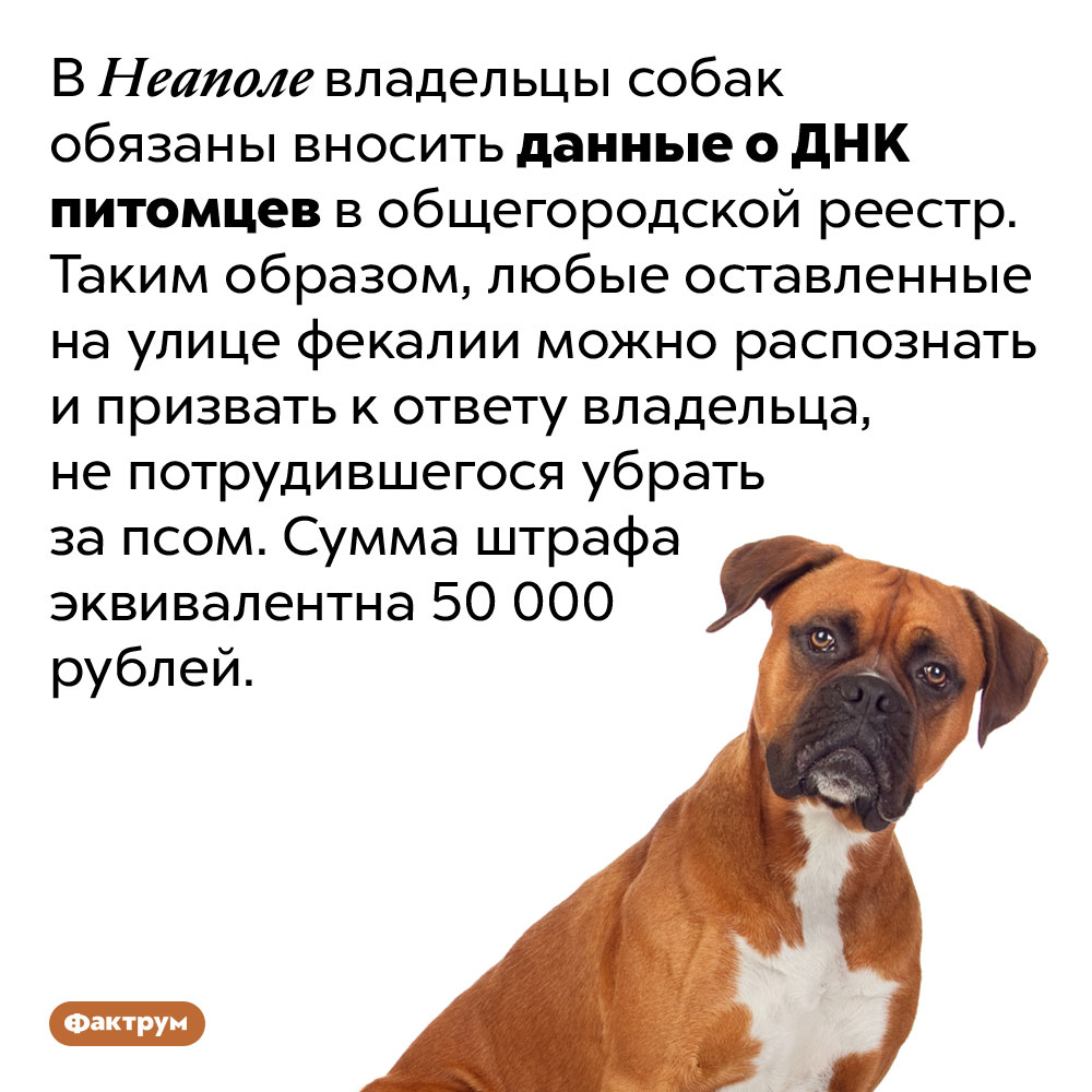 В Неаполе за собачий кал, оставленный на улице, положен крупный штраф. В Неаполе владельцы собак обязаны вносить данные о ДНК питомцев в общегородской реестр. Таким образом, любые оставленные на улице фекалии можно распознать и призвать к ответу владельца, не потрудившегося убрать за псом. Сумма штрафа эквивалентна 50 000 рублей.