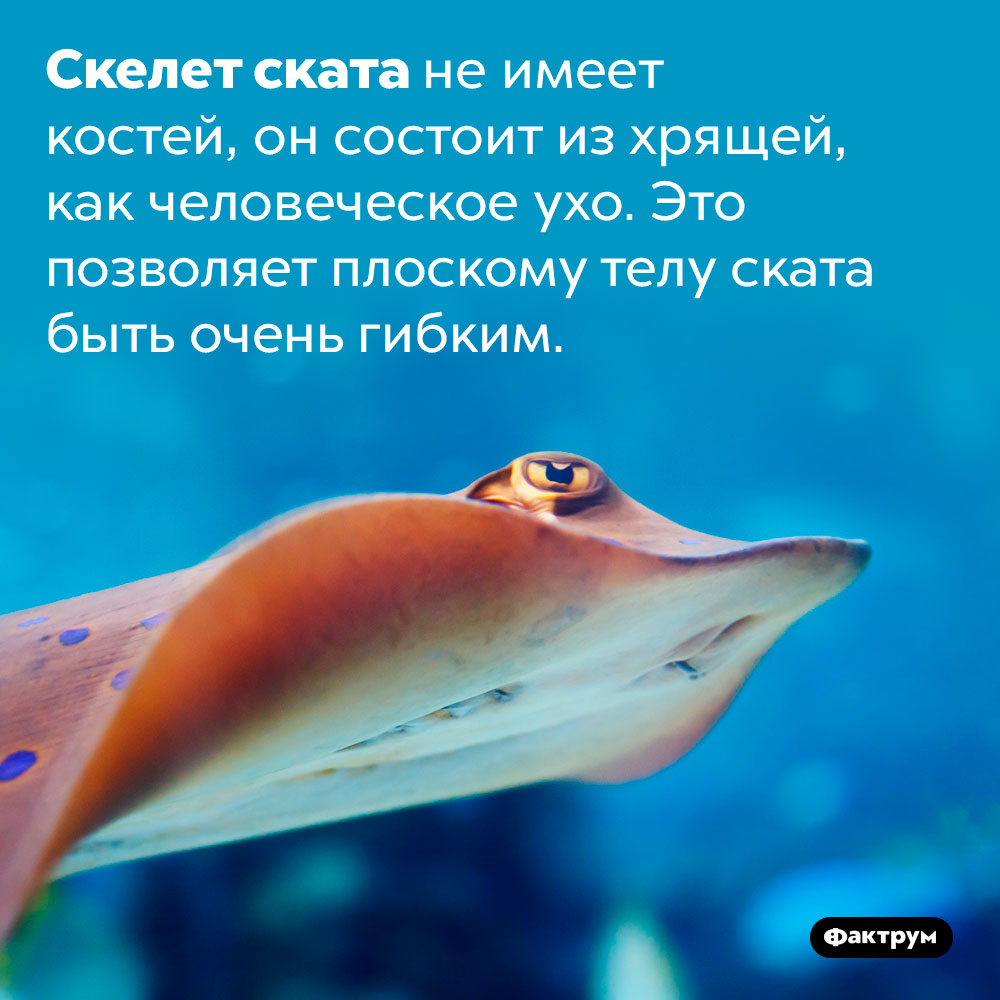 У ската нет твёрдых костей. Скелет ската не имеет костей, он состоит из хрящей, как человеческое ухо. Это позволяет плоскому телу ската быть очень гибким.
