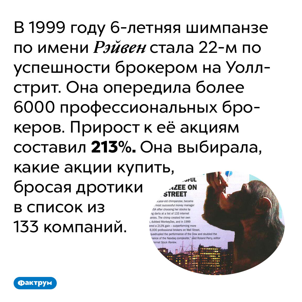 Шимпанзе обыграла на бирже более 6000 профессиональных брокеров. В 1999 году 6-летняя шимпанзе по имени Рэйвен стала 22-м по успешности брокером на Уолл-стрит. Она опередила более 6000 профессиональных брокеров. Прирост к её акциям составил 213%. Она выбирала, какие акции купить, бросая дротики в список из 133 компаний.