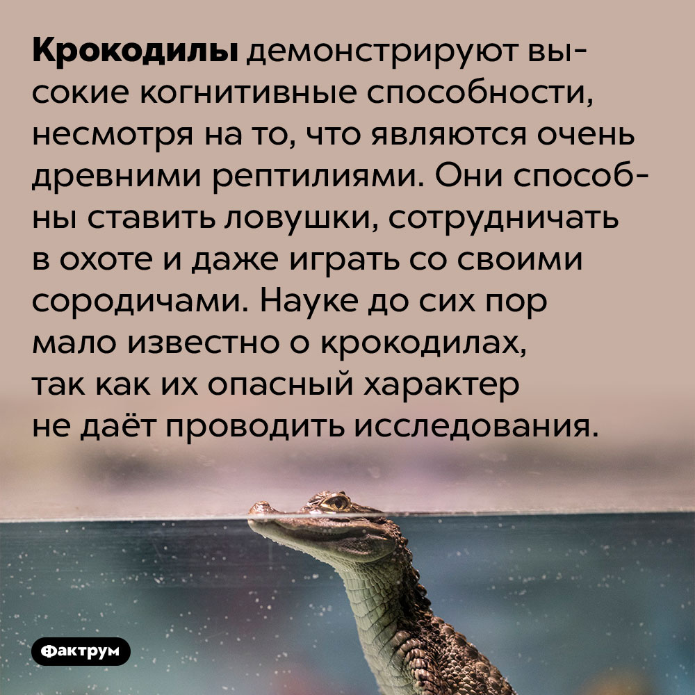 Крокодилы умны. Крокодилы демонстрируют высокие когнитивные способности, несмотря на то, что являются очень древними рептилиями. Они способны ставить ловушки, сотрудничать в охоте и даже играть со своими сородичами. Науке до сих пор мало известно о крокодилах, так как их опасный характер не даёт проводить исследования.