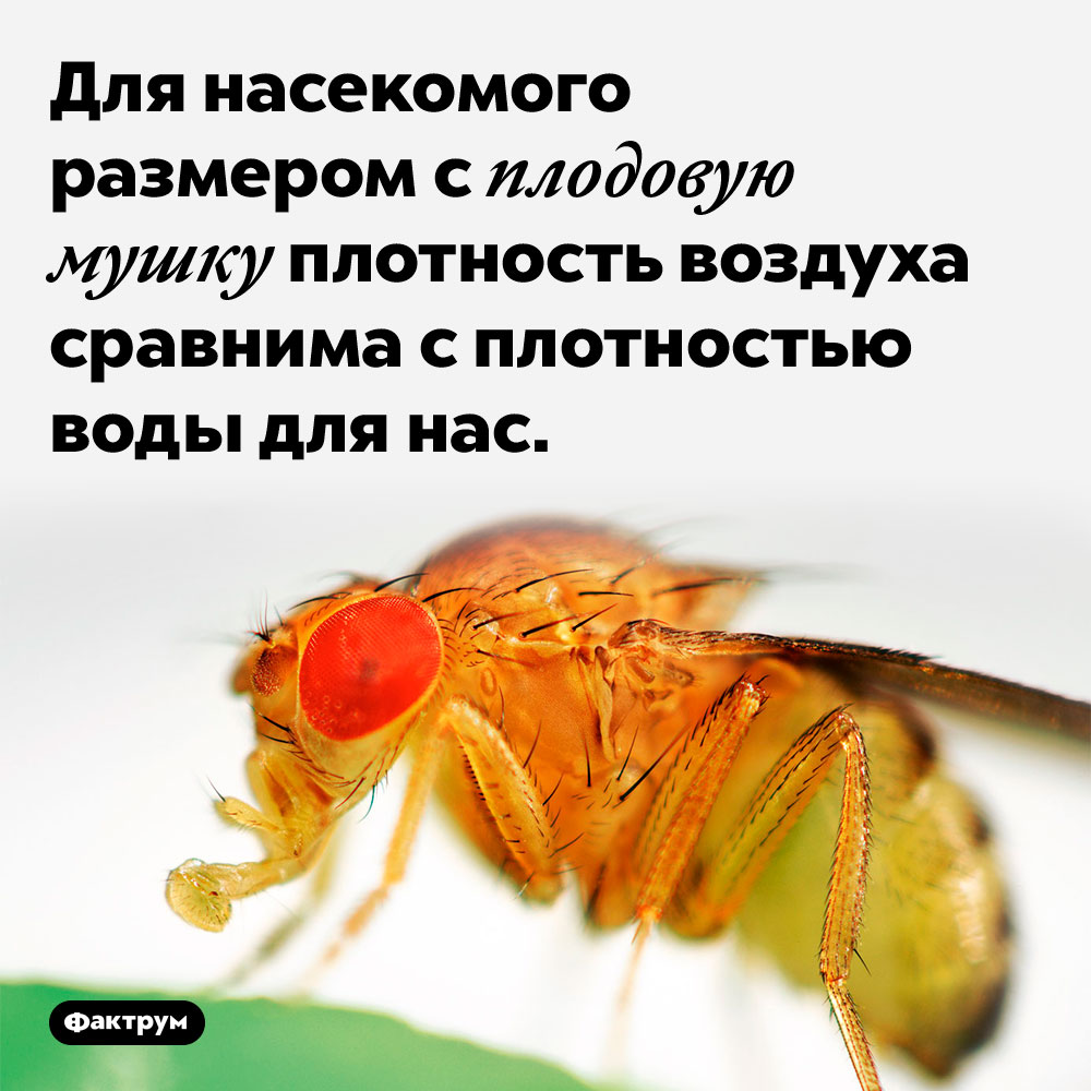 Для насекомого размером с плодовую мушку плотность воздуха сравнима с плотностью воды для нас.