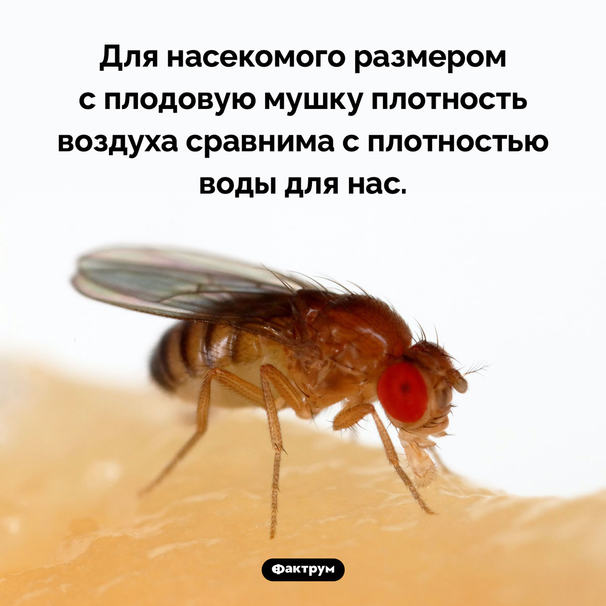 Плодовая мушка и плотность воздуха. Для насекомого размером с плодовую мушку плотность воздуха сравнима с плотностью воды для нас.
