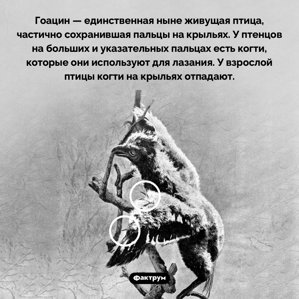 Гоацины рождаются с когтями на крыльях. Гоацин — единственная ныне живущая птица, частично сохранившая пальцы на крыльях. У птенцов на больших и указательных пальцах есть когти, которые они используют для лазания. У взрослой птицы когти на крыльях отпадают.