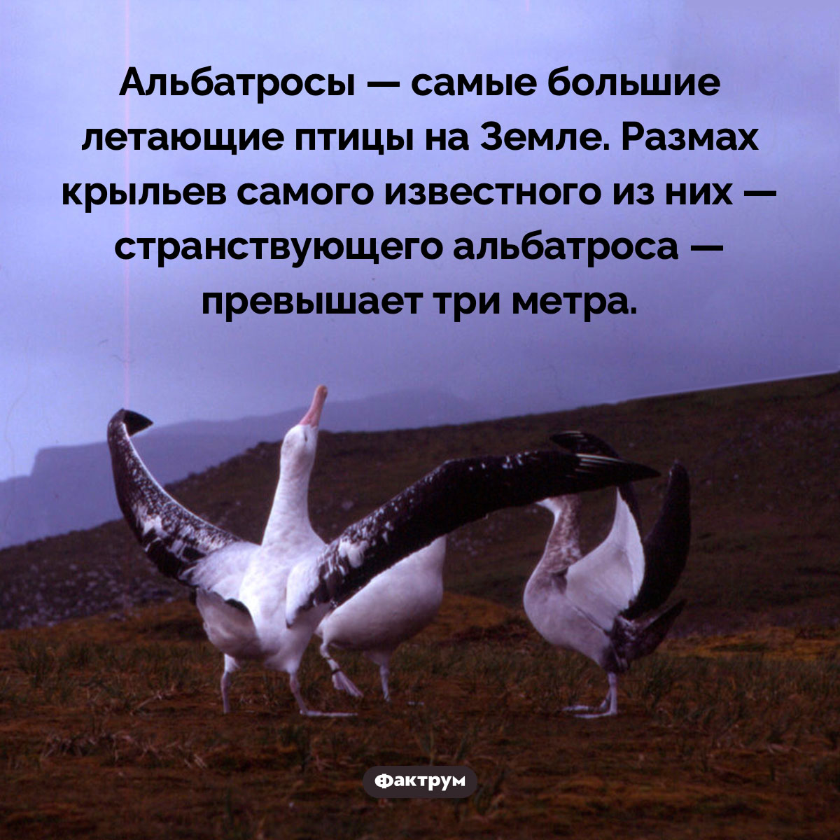 Размах крыльев странствующего альбатроса превышает три метра. Альбатросы — самые большие летающие птицы на Земле. Размах крыльев самого известного из них — странствующего альбатроса — превышает три метра.