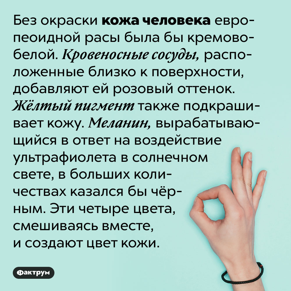 Цвет кожи человека складывается из четырёх разных цветов. Без окраски кожа человека европеоидной расы была бы кремово-белой. Кровеносные сосуды, расположенные близко к поверхности, добавляют ей розовый оттенок. Жёлтый пигмент также подкрашивает кожу. Меланин, вырабатывающийся в ответ на воздействие ультрафиолета в солнечном свете, в больших количествах казался бы чёрным. Эти четыре цвета, смешиваясь вместе, и создают цвет кожи.