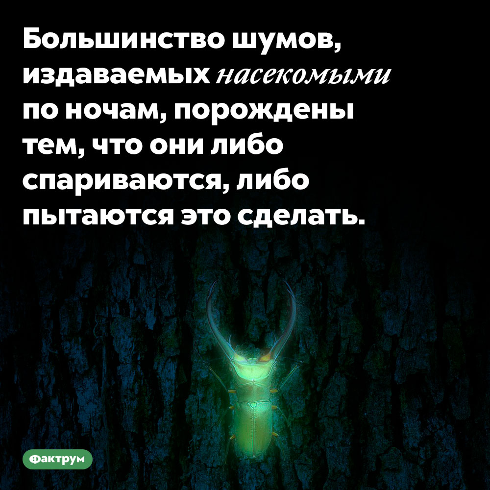 Шум насекомых по ночам порождается их спариванием. Большинство шумов, издаваемых насекомыми по ночам, порождены тем, что они либо спариваются, либо пытаются это сделать.