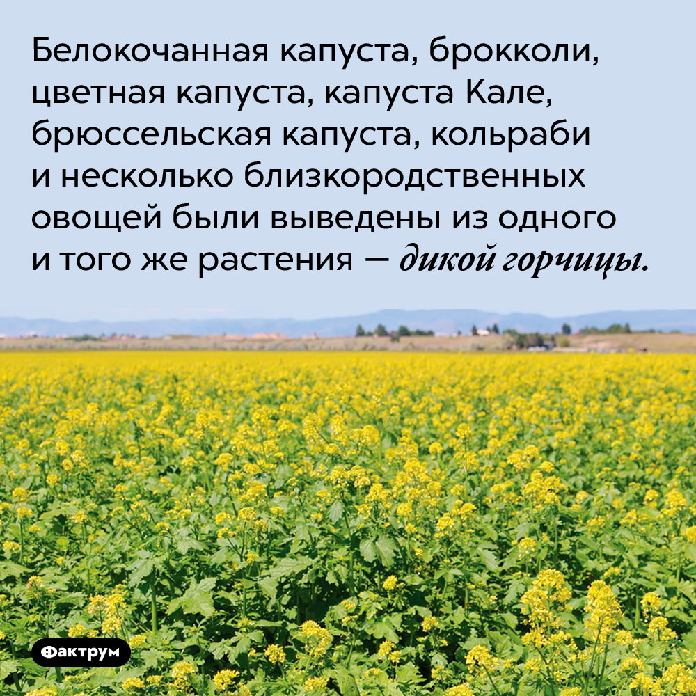 Все виды капусты происходят от дикой горчицы. Белокочанная капуста, брокколи, цветная капуста, капуста Кале, брюссельская капуста, кольраби и несколько близкородственных овощей были выведены из одного и того же растения — дикой горчицы.