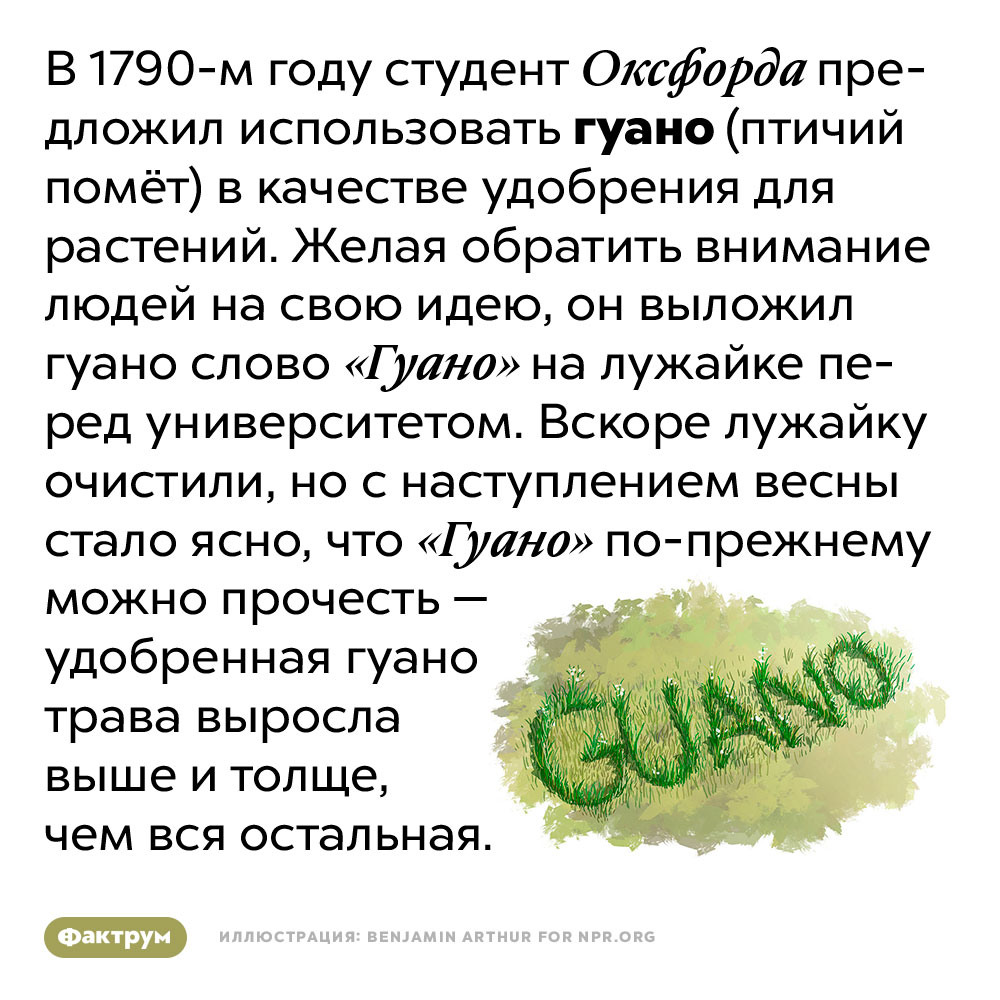 Студент Оксфорда продемонстрировал полезные свойства гуано, выложив им слово «гуано» на университетской лужайке. В 1790-м году студент Оксфорда предложил использовать гуано (птичий помёт) в качестве удобрения для растений. Желая обратить внимание людей на свою идею, он выложил гуано слово «Гуано» на лужайке перед университетом. Вскоре лужайку очистили, но с наступлением весны стало ясно, что «Гуано» по-прежнему можно прочесть — удобренная гуано трава выросла выше и толще, чем вся остальная.