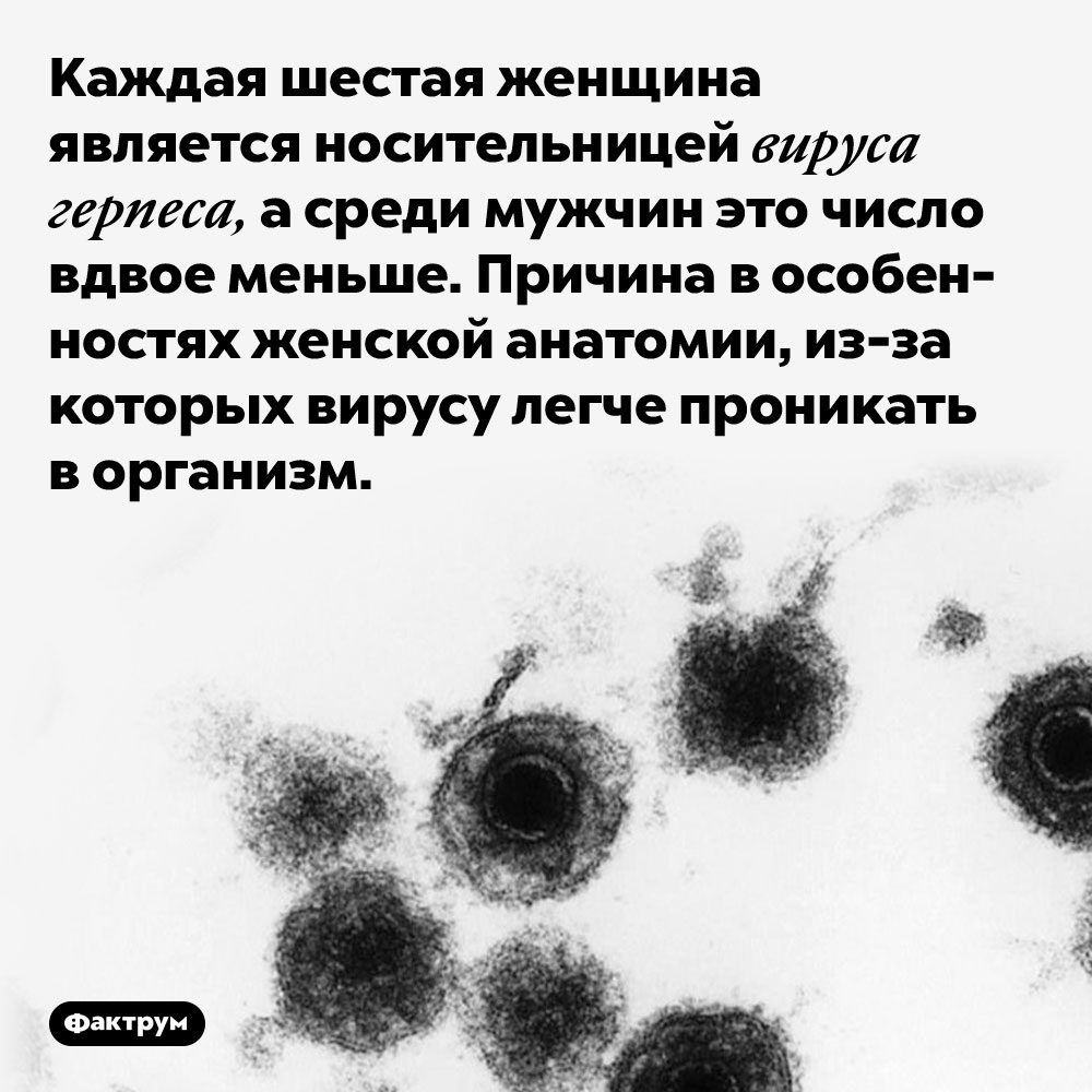 Вирусу герпеса легче проникнуть в женский организм, чем в мужской. Каждая шестая женщина является носительницей вируса герпеса, а среди мужчин это число вдвое меньше. Причина в особенностях женской анатомии, из-за которых вирусу легче проникать в организм.