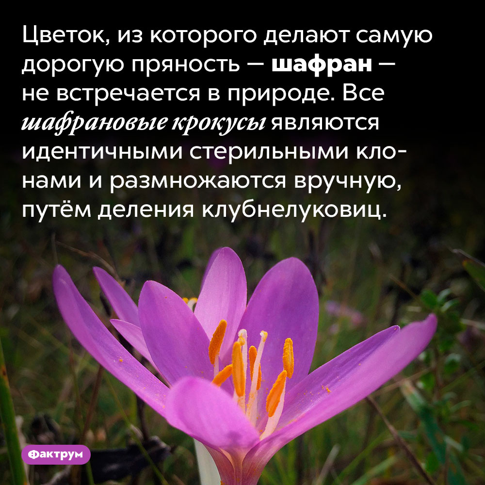 Шафрановые крокусы не растут в дикой природе. Цветок, из которого делают самую дорогую пряность — шафран — не встречается в природе. Все шафрановые крокусы являются идентичными стерильными клонами и размножаются вручную, путём деления клубнелуковиц.