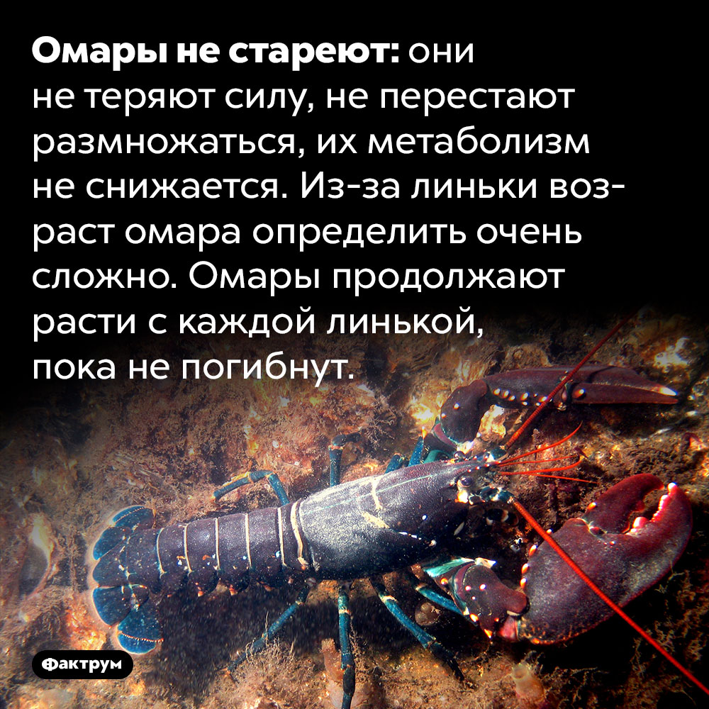 Омары не стареют. Омары не стареют: они не теряют силу, не перестают размножаться, их метаболизм не снижается. Из-за линьки возраст омара определить очень сложно. Омары продолжают расти с каждой линькой, пока не погибнут.