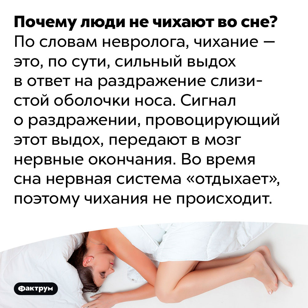 Люди не чихают во сне. Почему люди не чихают во сне? По словам невролога, чихание — это, по сути, сильный выдох в ответ на раздражение слизистой оболочки носа. Сигнал о раздражении, провоцирующий этот выдох, передают в мозг нервные окончания. Во время сна нервная система «отдыхает», поэтому чихания не происходит.