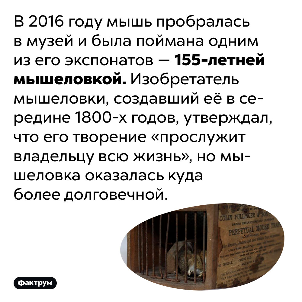 В 2016 году 155-летняя мышеловка поймала мышь в музее. В 2016 году мышь пробралась в музей и была поймана одним из его экспонатов — 155-летней мышеловкой. Изобретатель мышеловки, создавший её в середине 1800-х годов, утверждал, что его творение «прослужит владельцу всю жизнь», но мышеловка оказалась куда более долговечной.