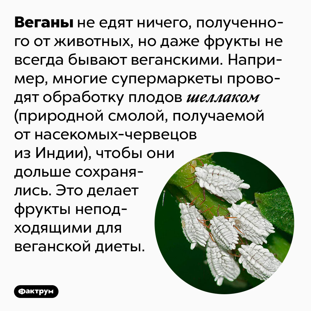 Фрукты могут не подходить для веганской диеты. Веганы не едят ничего, полученного от животных, но даже фрукты не всегда бывают веганскими. Например, многие супермаркеты проводят обработку плодов шеллаком (природной смолой, получаемой от насекомых-червецов из Индии), чтобы они дольше сохранялись. Это делает фрукты неподходящими для веганской диеты.