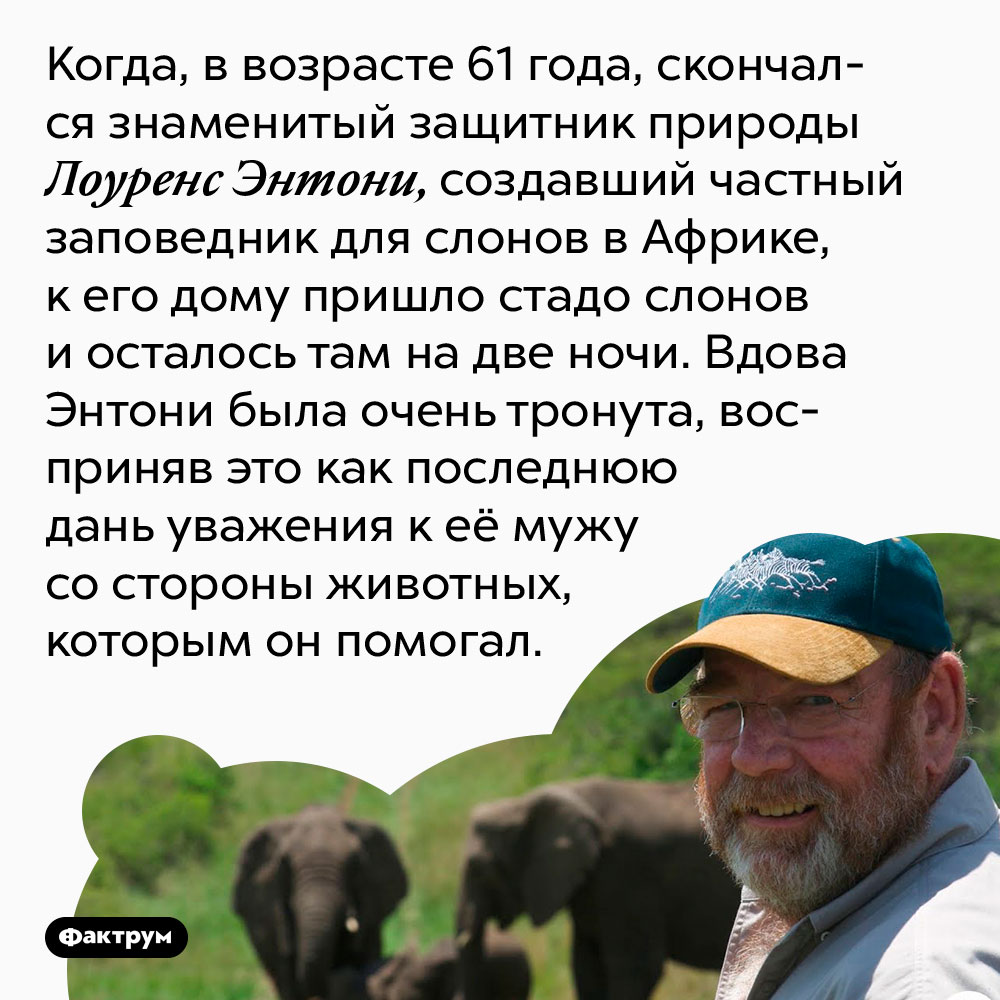 Слоны пришли проводить защитника природы в последний путь. Когда, в возрасте 61 года, скончался знаменитый защитник природы Лоуренс Энтони, создавший частный заповедник для слонов в Африке, к его дому пришло стадо слонов и осталось там на две ночи. Вдова Энтони была очень тронута, восприняв это как последнюю дань уважения к её мужу со стороны животных, которым он помогал.