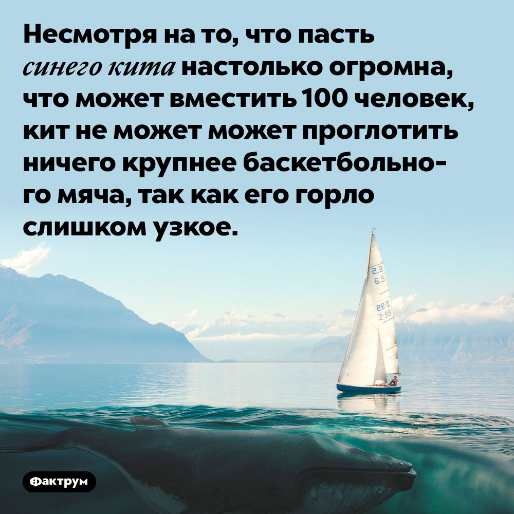 Пасть синего кита огромна, а горло — узкое. Несмотря на то, что пасть синего кита настолько огромна, что может вместить 100 человек, кит не может может проглотить ничего крупнее баскетбольного мяча, так как его горло слишком узкое.