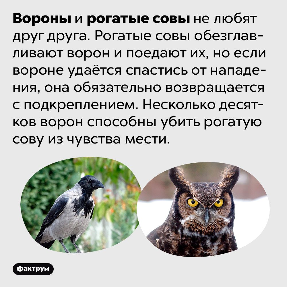 Вороны и рогатые совы ненавидят друг друга. Вороны и рогатые совы не любят друг друга. Рогатые совы обезглавливают ворон и поедают их, но если вороне удаётся спастись от нападения, она обязательно возвращается с подкреплением. Несколько десятков ворон способны убить рогатую сову из чувства мести.