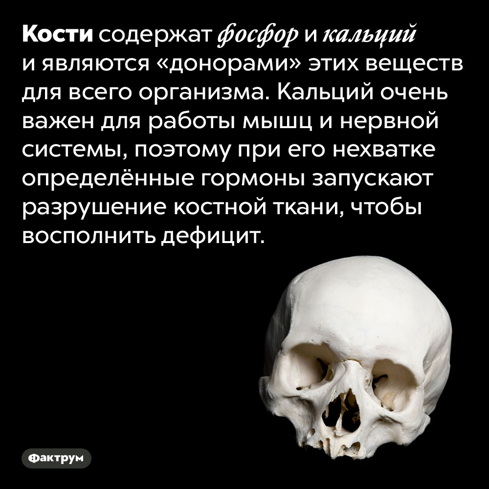 Если в организме не хватает кальция, кости разрушаются специально, чтобы восполнить дефицит. Кости содержат фосфор и кальций и являются «донорами» этих веществ для всего организма. Кальций очень важен для работы мышц и нервной системы, поэтому при его нехватке определённые гормоны запускают разрушение костной ткани, чтобы восполнить дефицит.