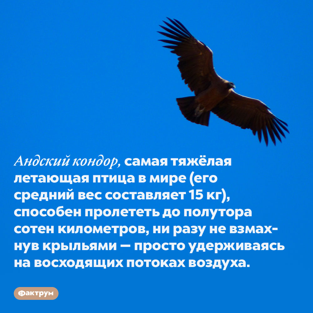 Андский кондор преодолевает огромные расстояния, не маша крыльями. Андский кондор, самая тяжёлая летающая птица в мире (его средний вес составляет 15 кг), способен пролететь до полутора сотен километров, ни разу не взмахнув крыльями — просто удерживаясь на восходящих потоках воздуха.