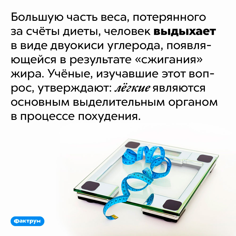 Вес, потерянный на диете, «уходит» через лёгкие. Большую часть веса, потерянного за счёты диеты, человек выдыхает в виде двуокиси углерода, появляющейся в результате «сжигания» жира. Учёные, изучавшие этот вопрос, утверждают: лёгкие являются основным выделительным органом в процессе похудения.