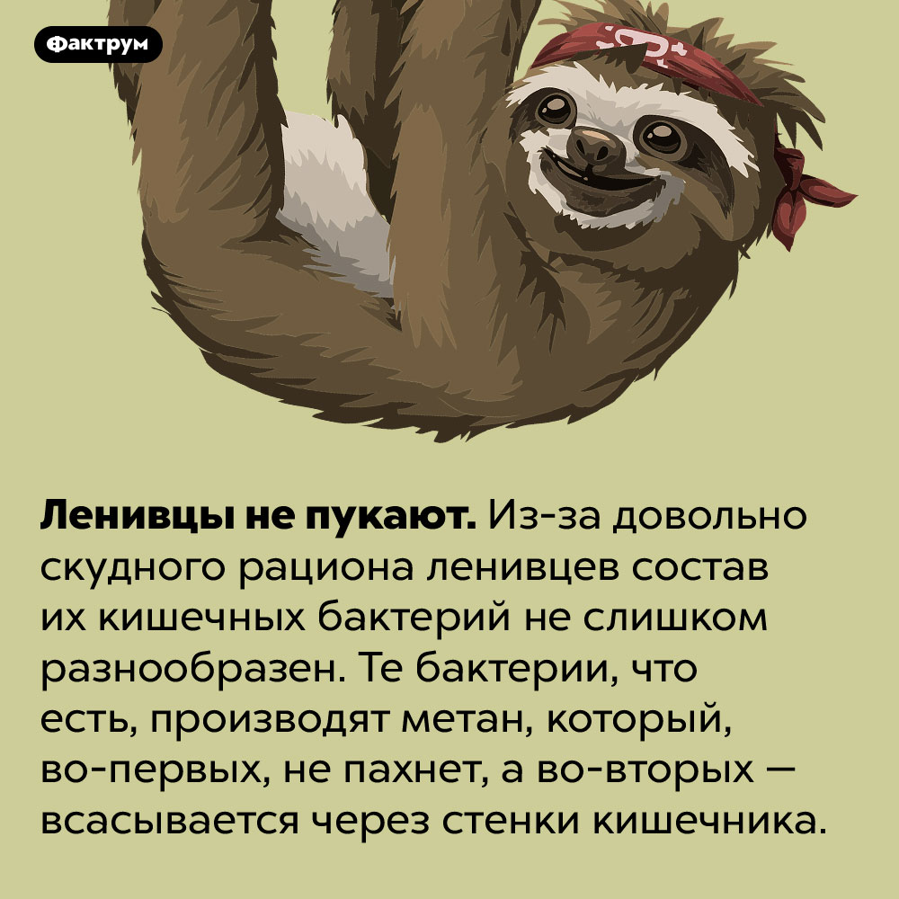 У ленивцев не бывает метеоризма. Ленивцы не пукают. Из-за довольно скудного рациона ленивцев состав их кишечных бактерий не слишком разнообразен. Те бактерии, что есть, производят метан, который, во-первых, не пахнет, а во-вторых — всасывается через стенки кишечника.