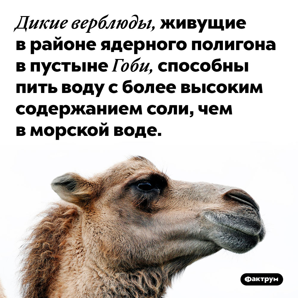 Верблюды, живущие по соседству с ядерным полигоном, приобрели способность пить очень солёную воду. Дикие верблюды, живущие в районе ядерного полигона в пустыне Гоби, способны пить воду с более высоким содержанием соли, чем в морской воде.