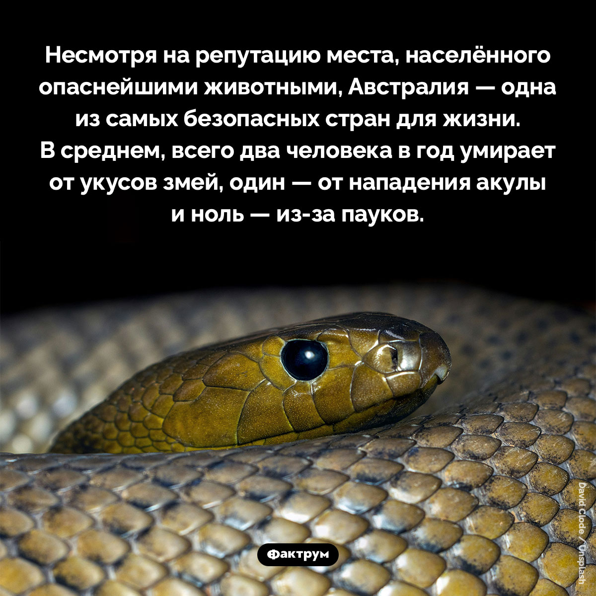 Австралия — одна из самых безопасных стран мира. Несмотря на репутацию места, населённого опаснейшими животными, Австралия — одна из самых безопасных стран для жизни. В среднем, всего 2 человека в год умирают от укусов змей, 1 — от нападения акулы и 0 — из-за пауков.