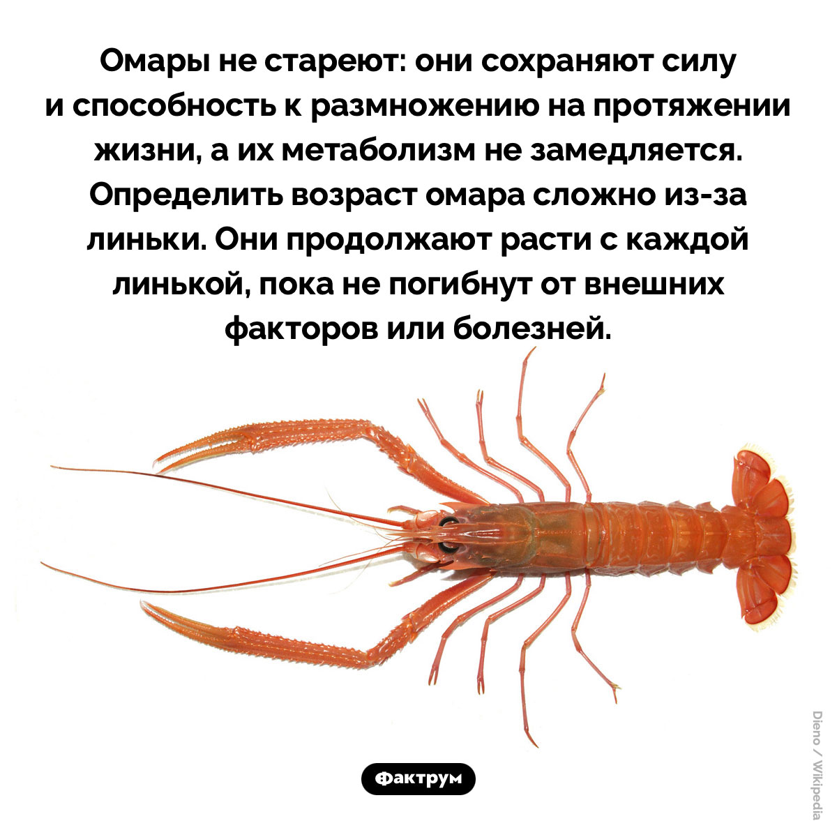 Омары не стареют. Омары не стареют: они сохраняют силу и способность к размножению на протяжении жизни, а их метаболизм не замедляется. Определить возраст омара сложно из-за линьки. Они продолжают расти с каждой линькой, пока не погибнут от внешних факторов или болезней.