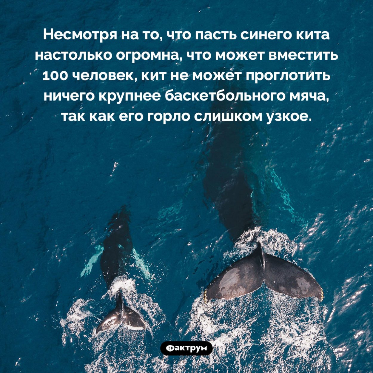 Пасть синего кита огромна, а горло — узкое. Несмотря на то, что пасть синего кита настолько огромна, что может вместить 100 человек, кит не может проглотить ничего крупнее баскетбольного мяча, так как его горло слишком узкое.