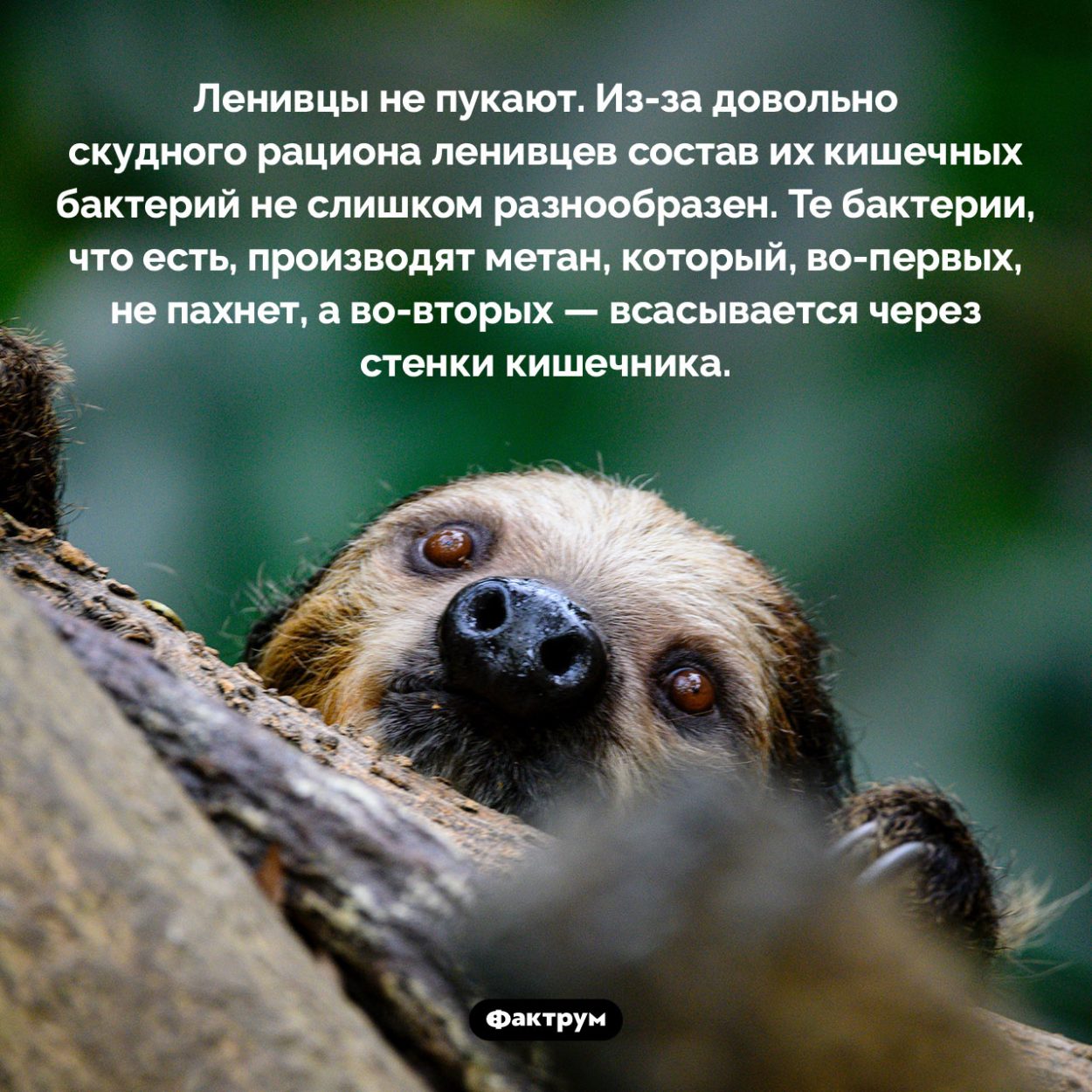 У ленивцев не бывает метеоризма. Ленивцы не пукают. <nobr>Из-за</nobr> довольно скудного рациона ленивцев состав их кишечных бактерий не слишком разнообразен. Те бактерии, что есть, производят метан, который, <nobr>во-первых</nobr>, не пахнет, а <nobr>во-вторых</nobr> — всасывается через стенки кишечника.