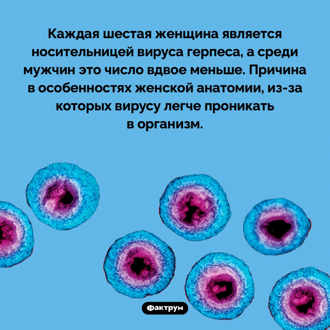 Вирусу герпеса легче проникнуть в женский организм, чем в мужской. Каждая шестая женщина является носительницей вируса герпеса, а среди мужчин это число вдвое меньше. Причина в особенностях женской анатомии, <nobr>из-за</nobr> которых вирусу легче проникать в организм.