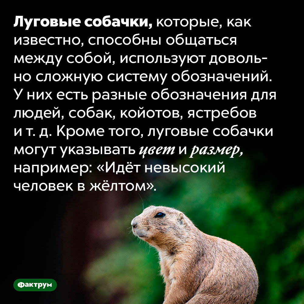 Луговые собачки умеют описывать цвет и размер. Луговые собачки, которые, как известно, способны общаться между собой, используют довольно сложную систему обозначений. У них есть разные обозначения для людей, собак, койотов, ястребов и т. д. Кроме того, луговые собачки могут указывать цвет и размер, например: «Идёт невысокий человек в жёлтом».