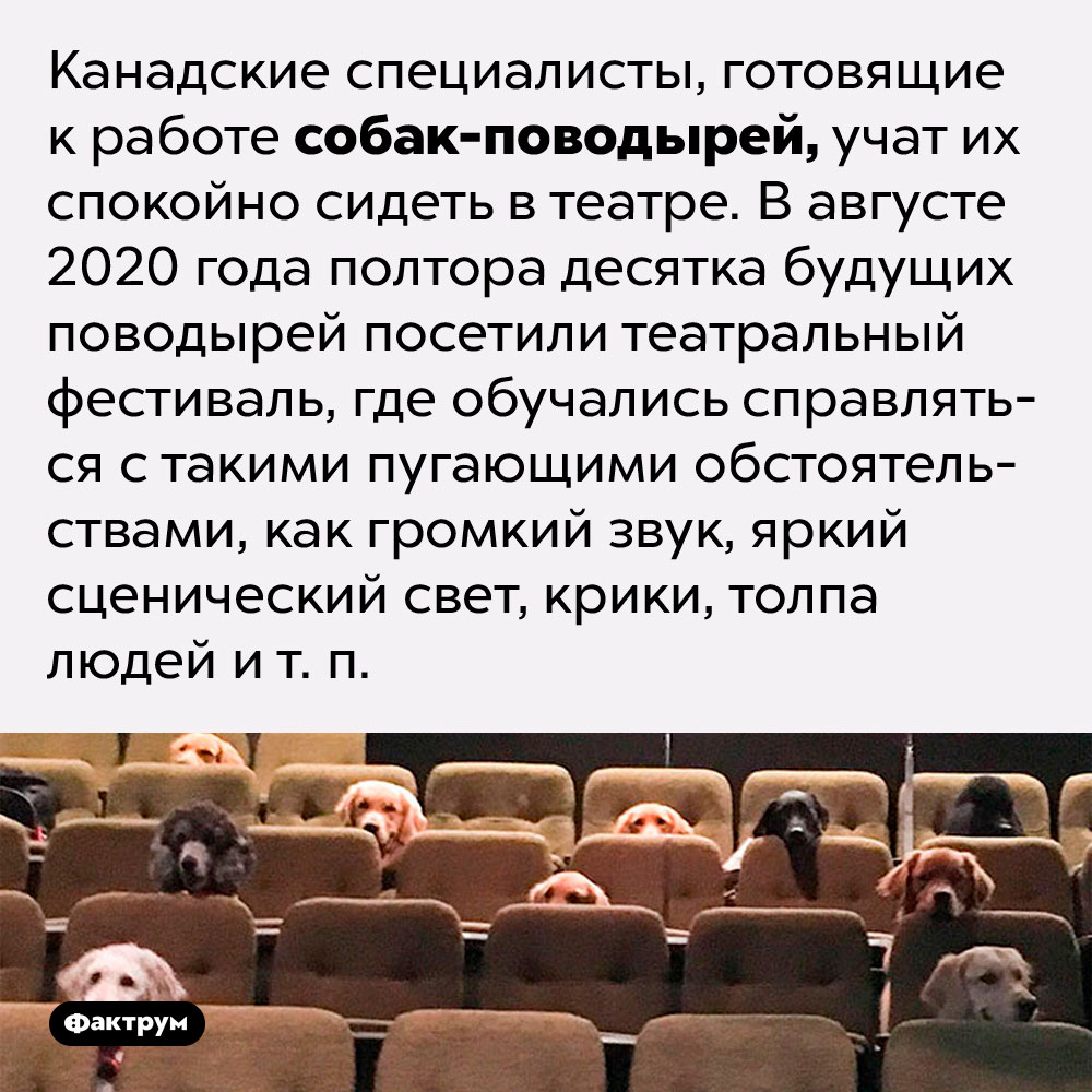 Собак-поводырей специально обучают спокойно сидеть в театре. Канадские специалисты, готовящие к работе собак-поводырей, учат их спокойно сидеть в театре. В августе 2020 года полтора десятка будущих поводырей посетили театральный фестиваль, где обучались справляться с такими пугающими обстоятельствами, как громкий звук, яркий сценический свет, крики, толпа людей и т. п.