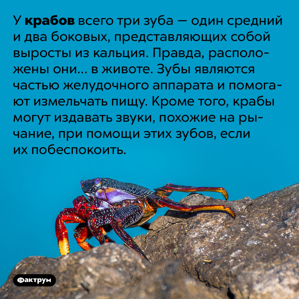 У крабов есть зубы. У крабов всего три зуба — один средний и два боковых, представляющих собой выросты из кальция. Правда, расположены они… в животе. Зубы являются частью желудочного аппарата и помогают измельчать пищу. Кроме того, крабы могут издавать звуки, похожие на рычание, при помощи этих зубов, если их побеспокоить.