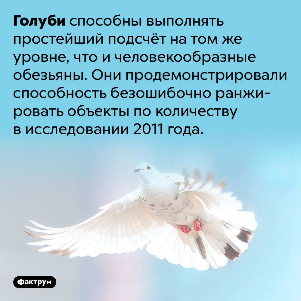 Голуби «умеют в математику». Голуби способны выполнять простейший подсчёт на том же уровне, что и человекообразные обезьяны. Они продемонстрировали способность безошибочно ранжировать объекты по количеству в исследовании 2011 года.