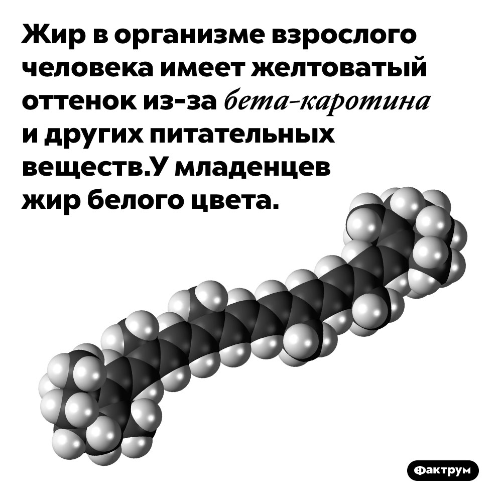 Жир взрослых — жёлтый, а младенцев — белый. Жир в организме взрослого человека имеет желтоватый оттенок из-за бета-каротина и других питательных веществ. У младенцев жир белого цвета.