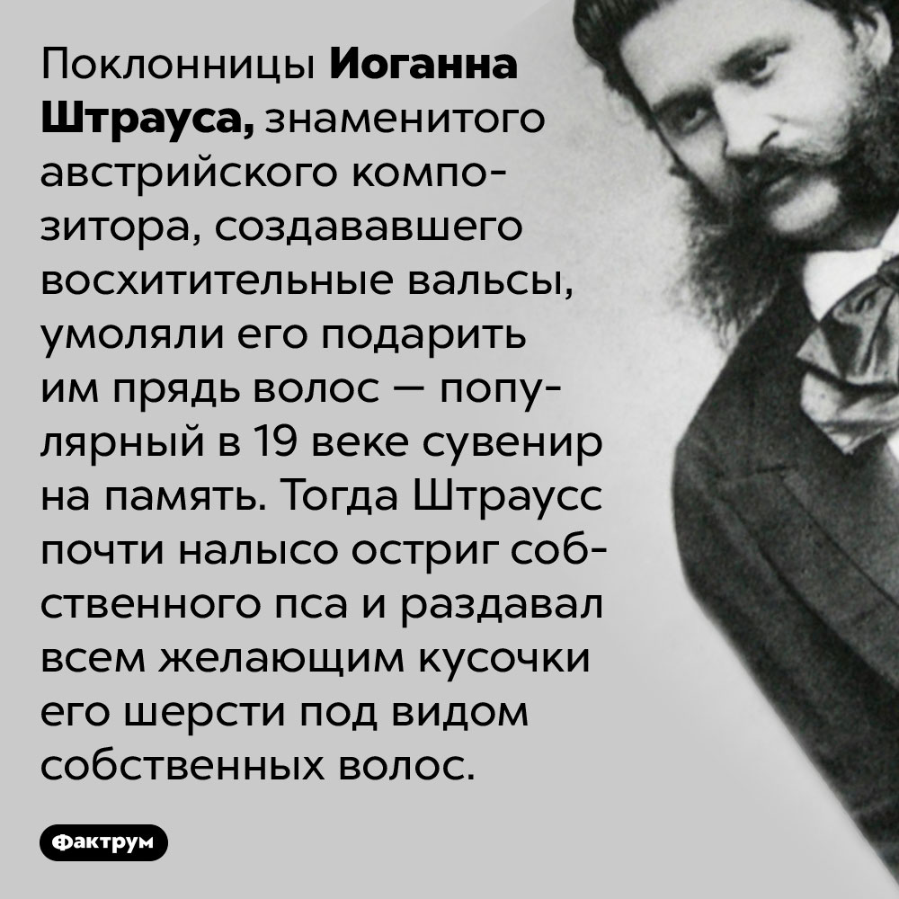 Штраусс раздавал поклонницам шерсть своего пса. Поклонницы Иоганна Штрауса, знаменитого австрийского композитора, создававшего восхитительные вальсы, умоляли его подарить им прядь волос — популярный в 19 веке сувенир на память. Тогда Штраусс почти налысо остриг собственного пса и раздавал всем желающим кусочки его шерсти под видом собственных волос.
