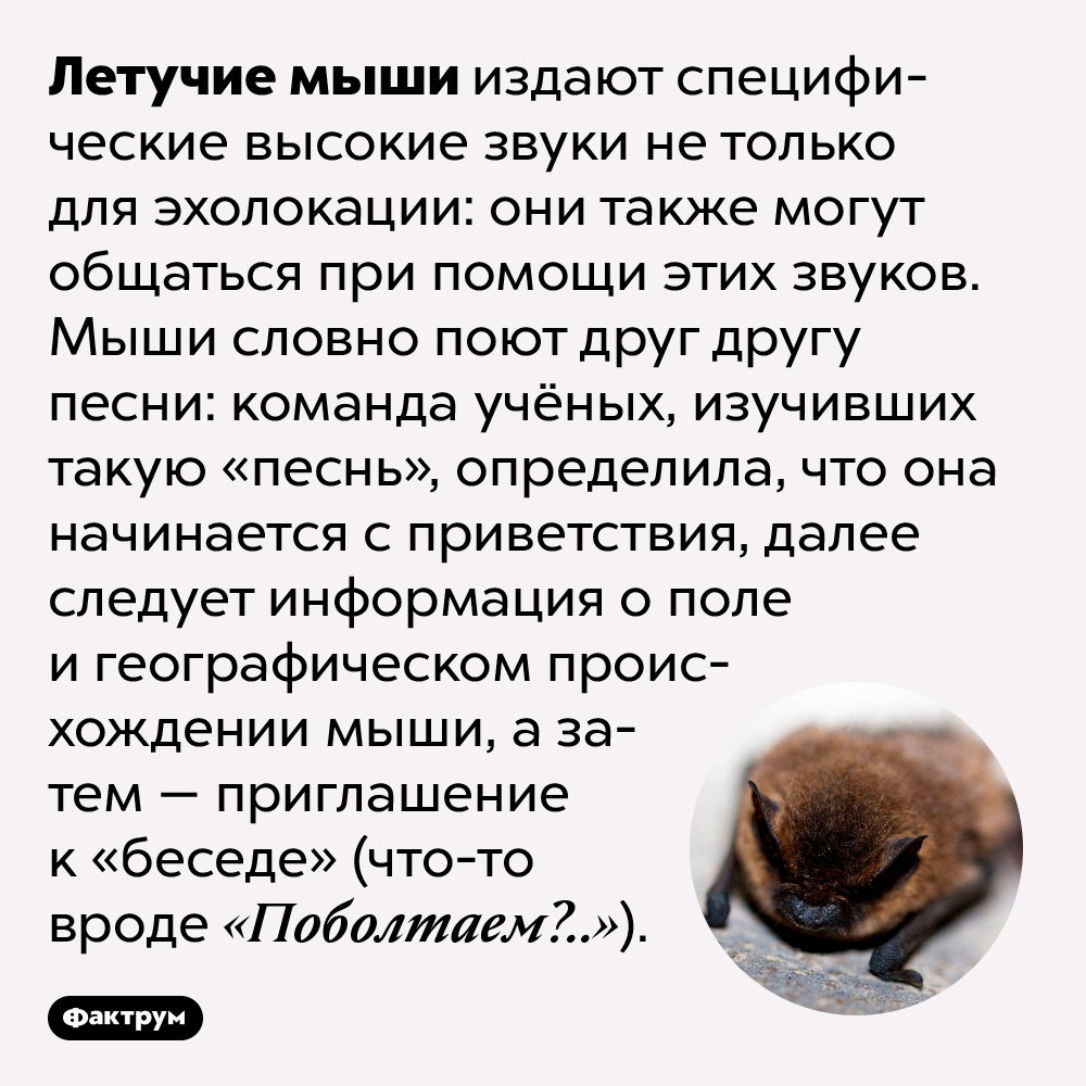 Летучие мыши способны вести беседы. Летучие мыши издают специфические высокие звуки не только для эхолокации: они также могут общаться при помощи этих звуков. Мыши словно поют друг другу песни: команда учёных, изучивших такую «песнь», определила, что она начинается с приветствия, далее следует информация о поле и географическом происхождении мыши, а затем — приглашение к «беседе» (что-то вроде «Поболтаем?..»).